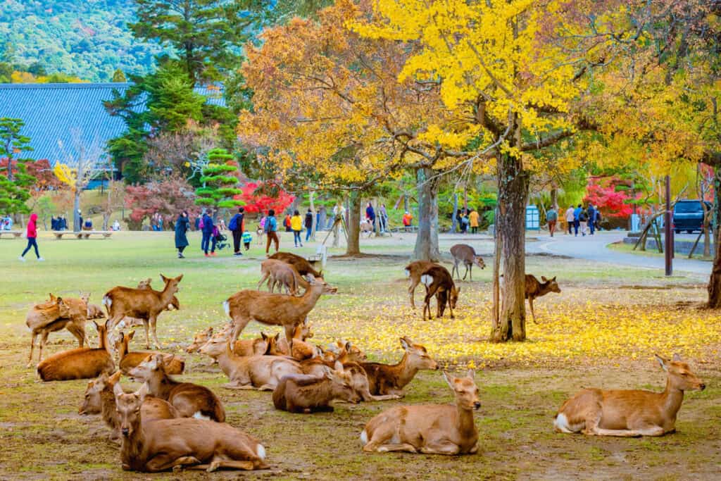Deer at Nara Park in Nara, Japan, in the fall