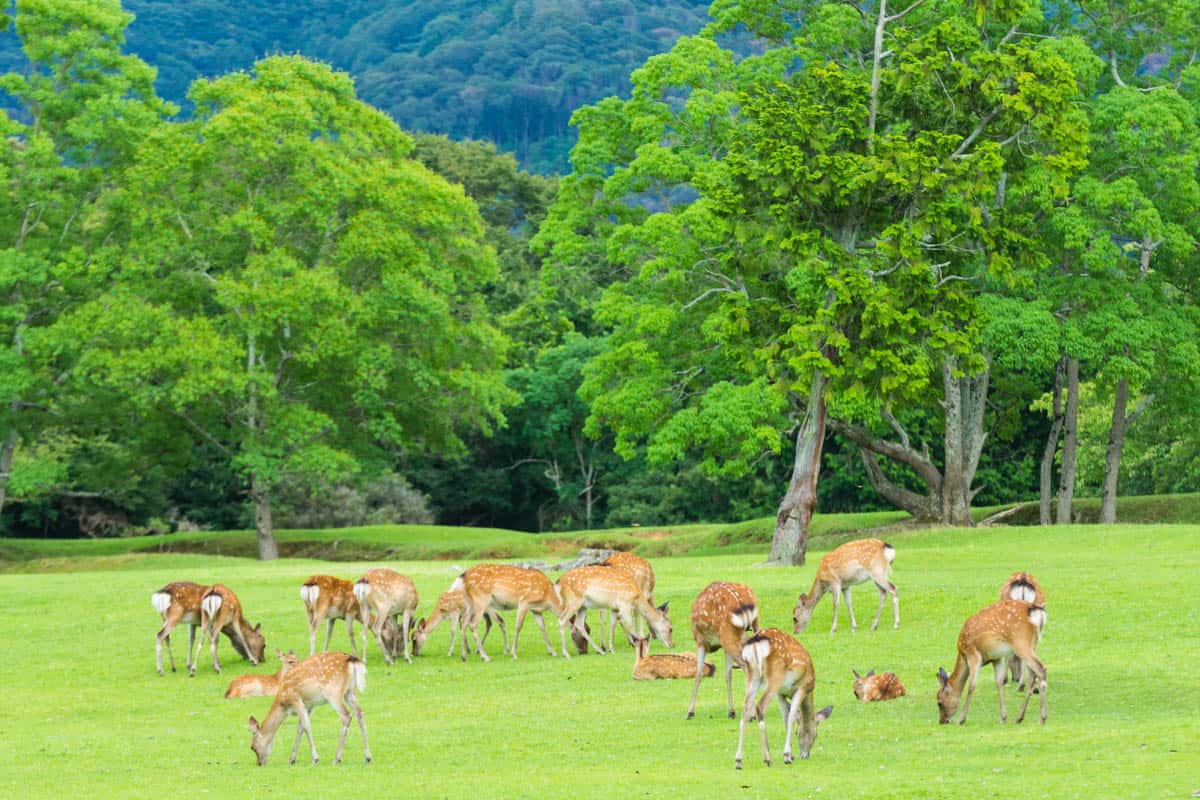 Nara Park, Nara, Japan, famous for deer