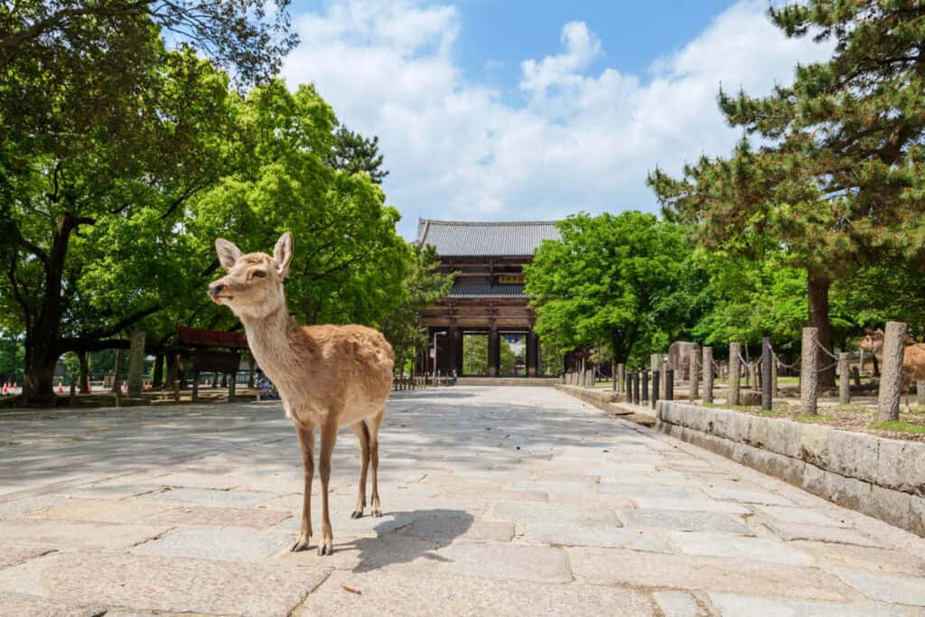 Deer at Todaiji Temple in Nara, Japan