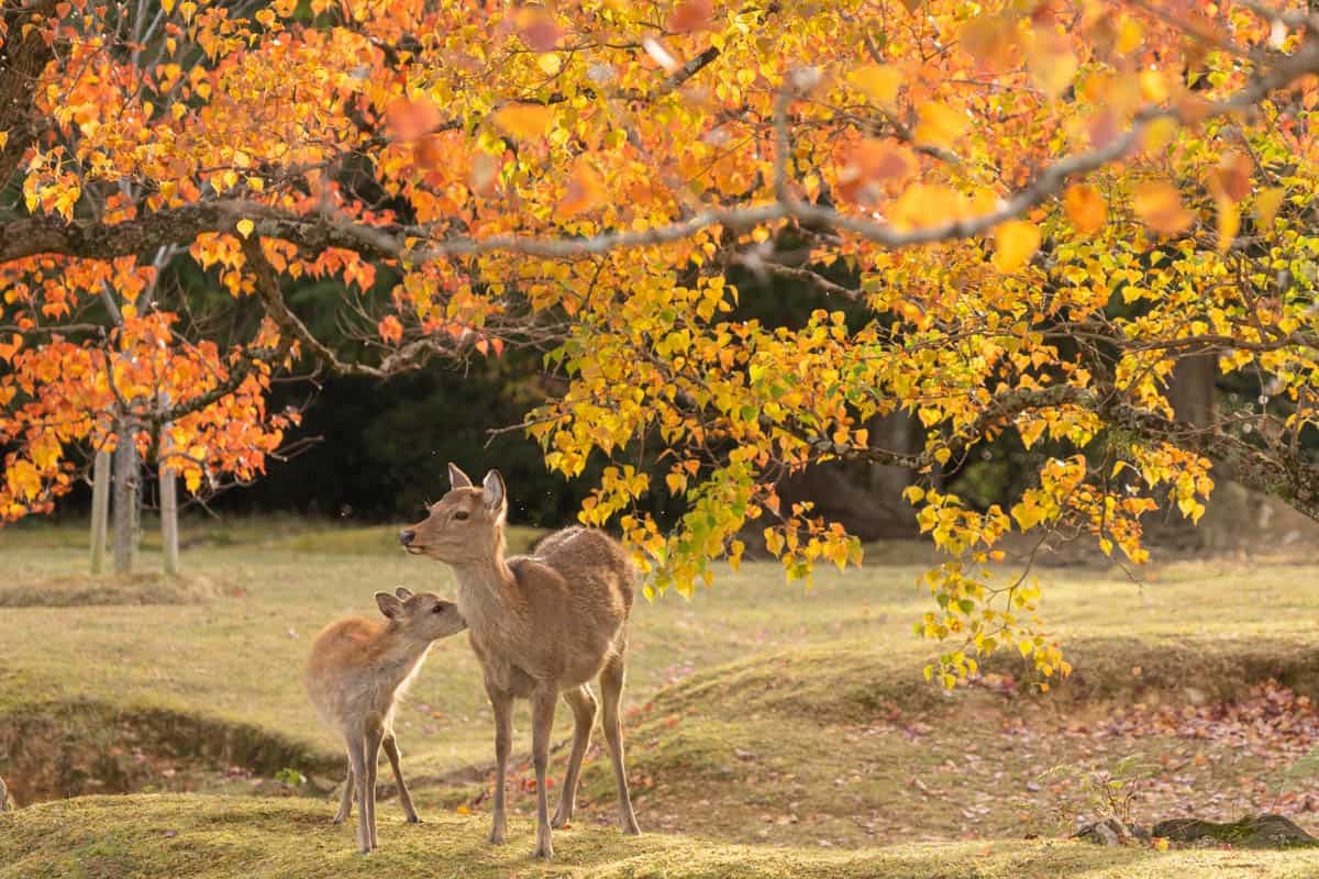 Nara Park: Deer Park with Bowing Deer in Nara, Japan