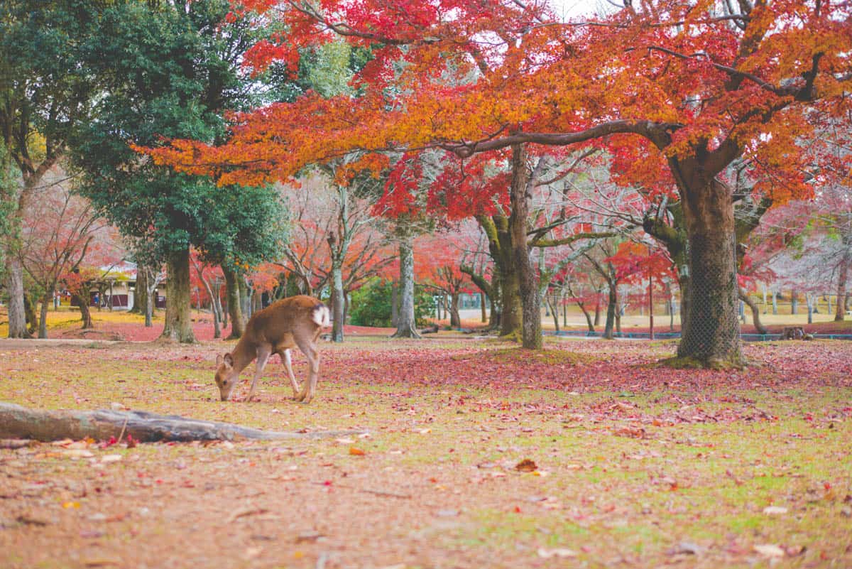 Nara Park, Nara, Japan